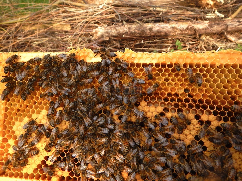 蜂种是养蜂效益的关键 养蜂种植什么蜜源植物好