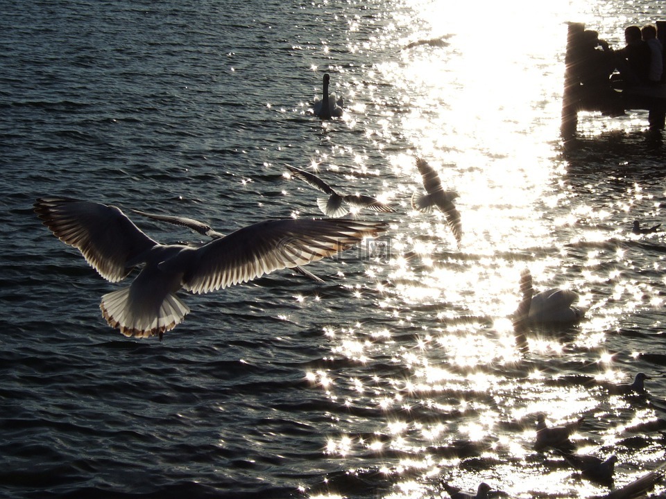 燕鸥,starnberger 见,水