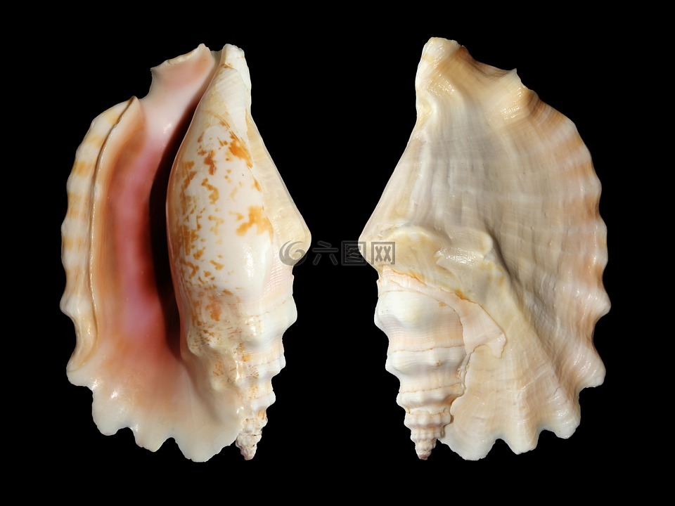 knobbed 海螺,蜗牛,外壳