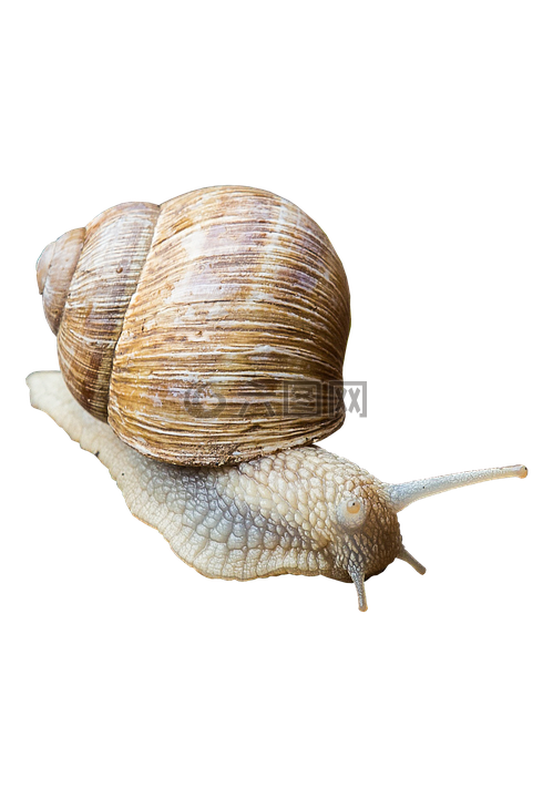 蜗牛,壳,慢慢地