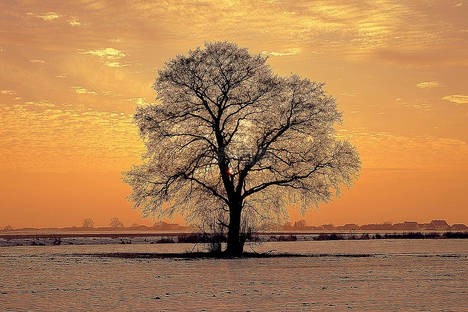 树,寂寞,冬季
