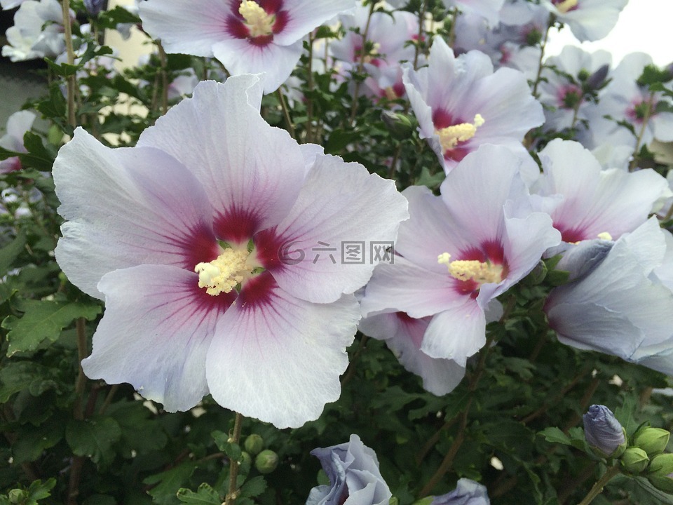 蜀葵花,白,红紫色