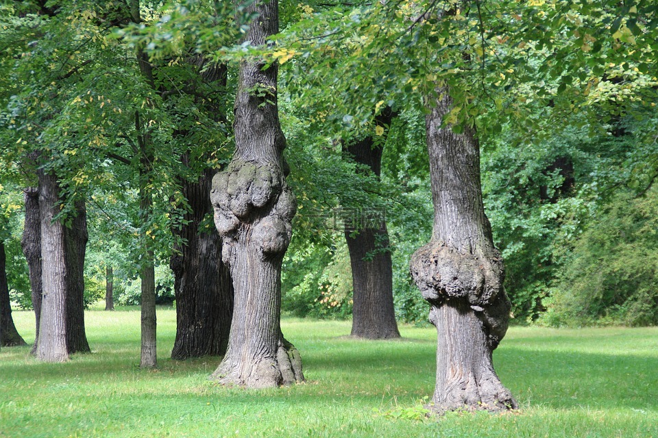 德累斯顿,公园,树木