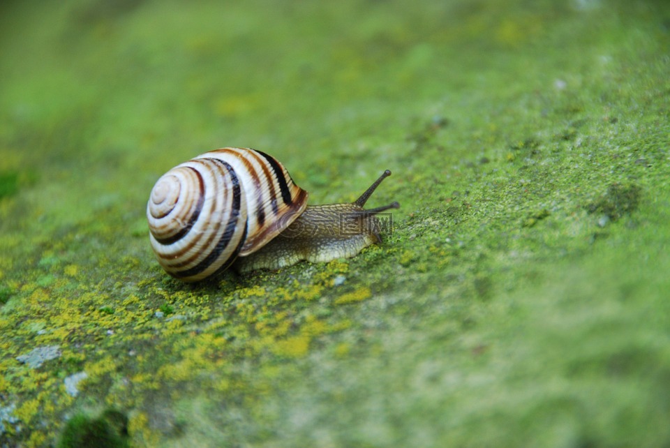 蜗牛,贝壳,传染