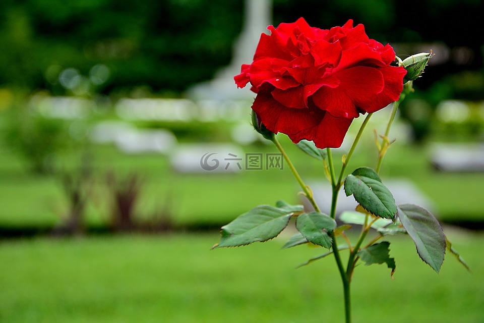 红玫瑰,花,一朵玫瑰
