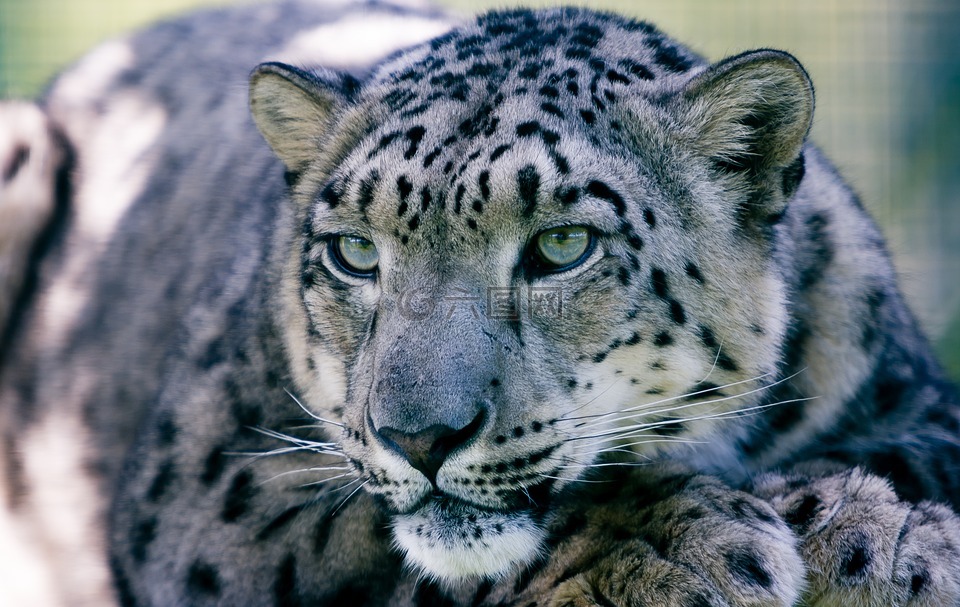 雪豹,大猫,动物