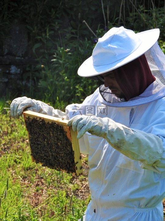 养蜂人,养蜂,蜂巢