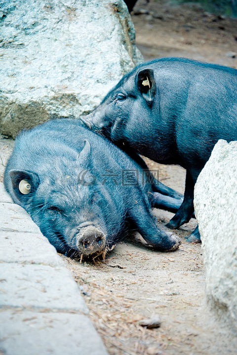 大腹便便的猪,越南hängebauchschwein猪,野生半透明