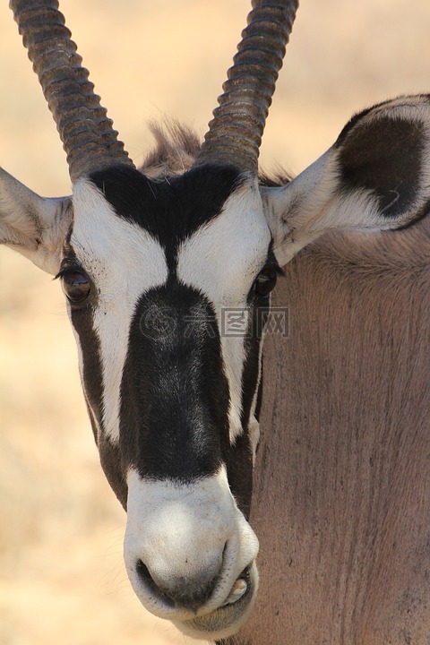 羚羊,喀拉哈里沙漠,动物