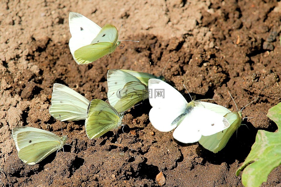 蝴蝶,白菜白林格,昆虫