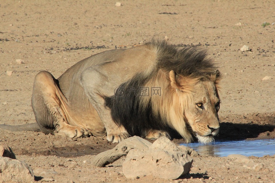 狮子,喝,waterhole