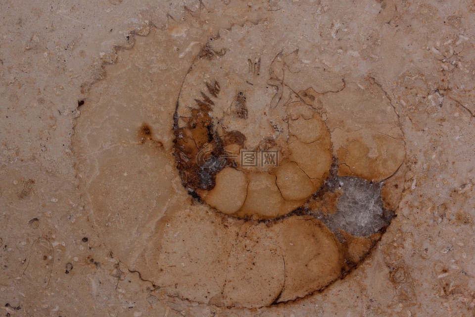 石化,鹦鹉螺化石,化石