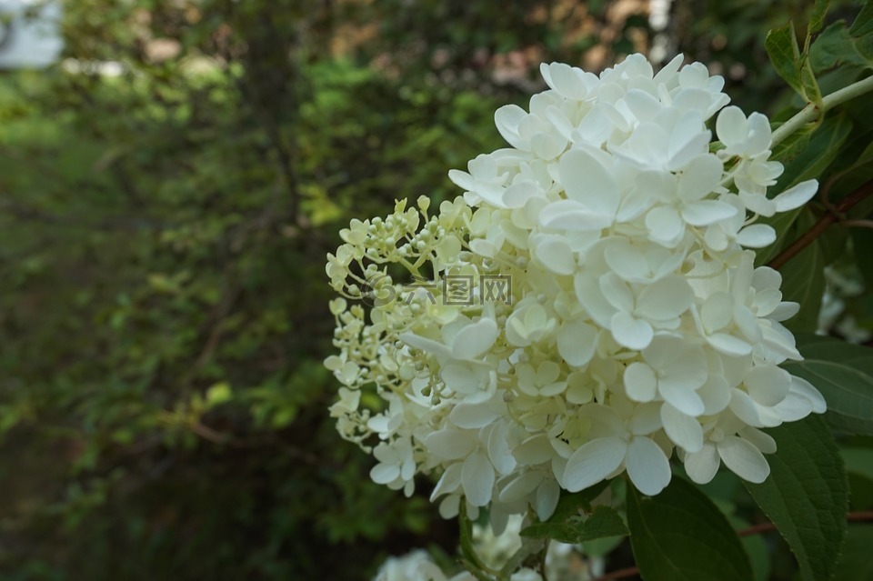 白色的花,纯,大自然