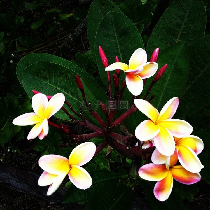 姜黄色百合花,鲜花,夏威夷