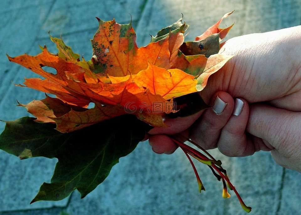 秋天树叶,秋天的颜色,秋天的落叶
