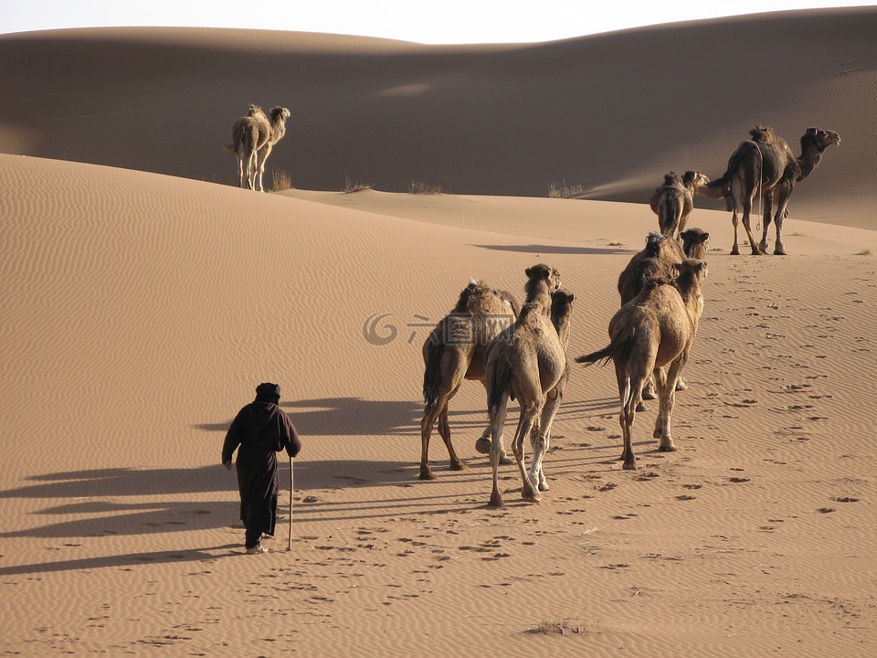 沙漠,骆驼,沙