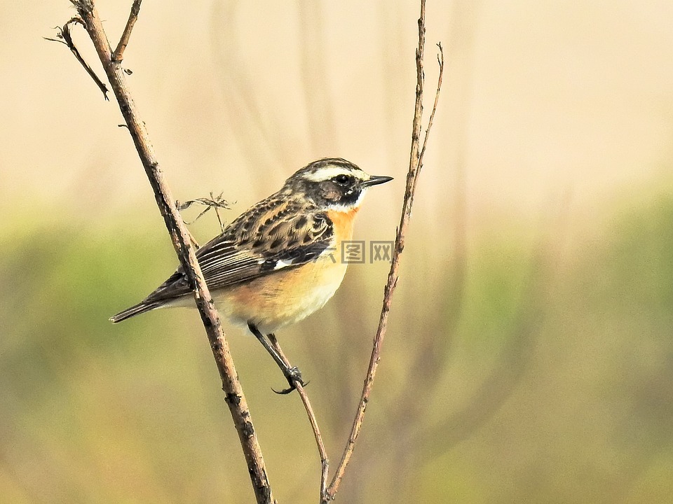 whinchat,鸟,鸣鸟