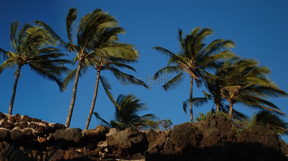 棕榈树,夏威夷,蓝色