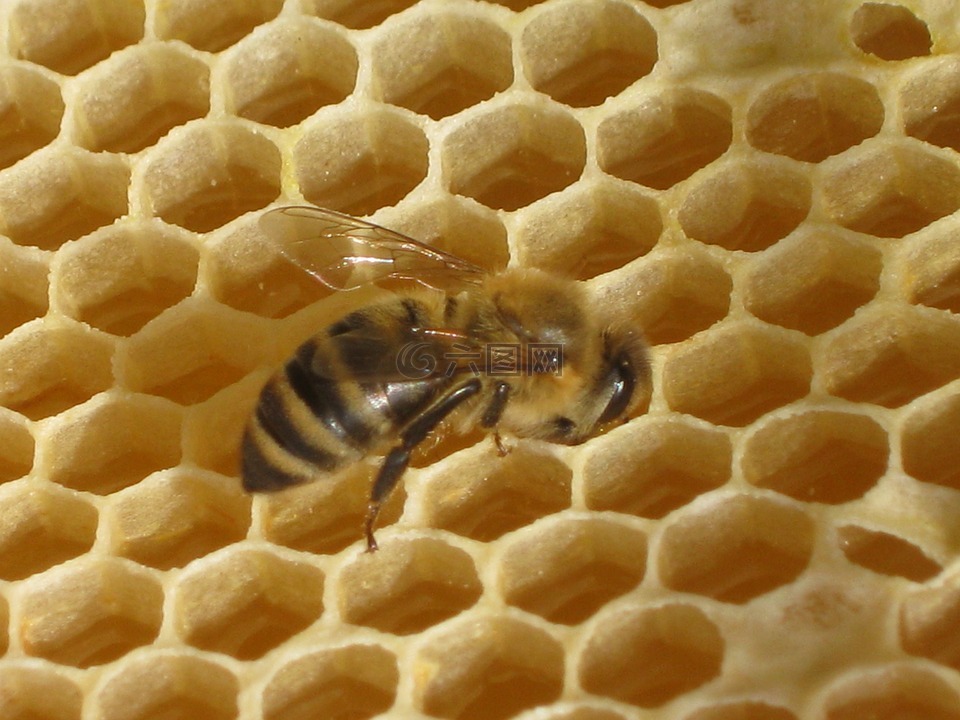 性质,蜜蜂,蜂窝