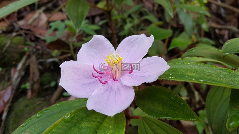 粉紅花,台灣原生種花,植物