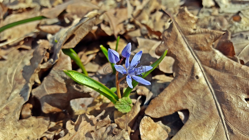 绵bifolia,蓝星,绵