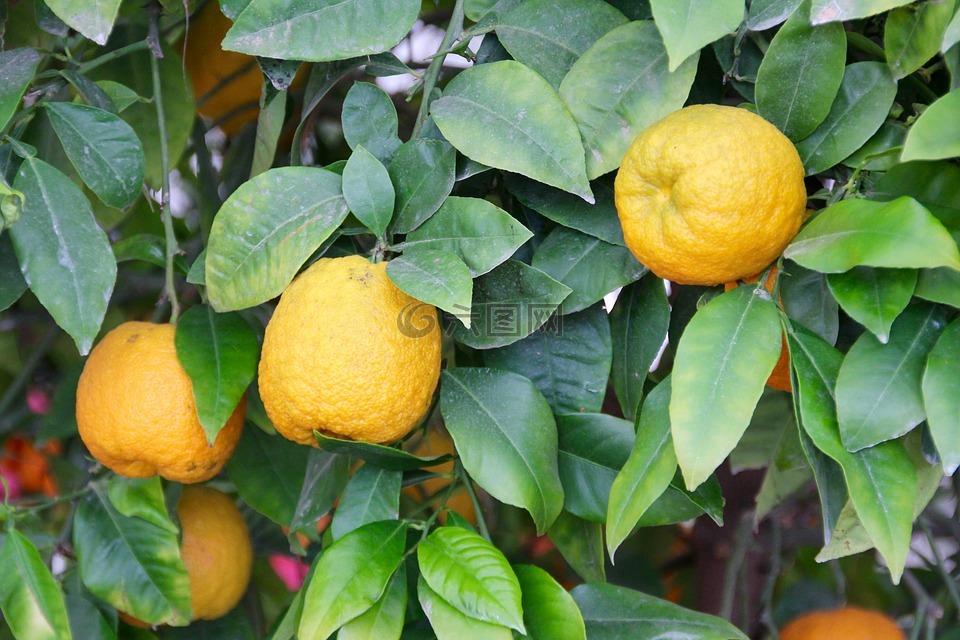 柠檬,柠檬树,柑橘
