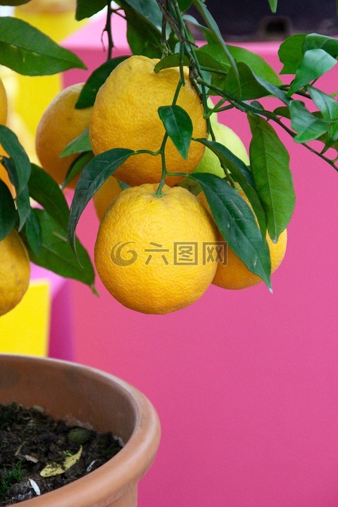 柠檬,柠檬树,黄色