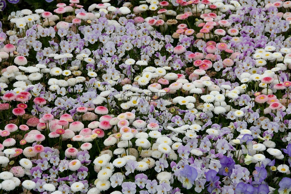 紫罗兰色,雏菊,鹅花