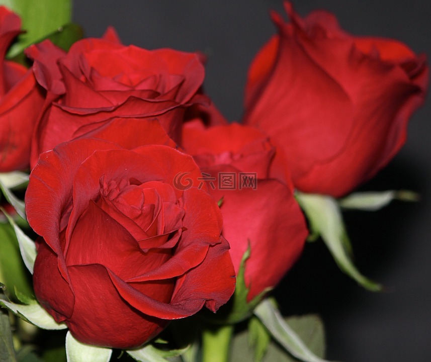 红玫瑰,罗斯巴德,鲜花