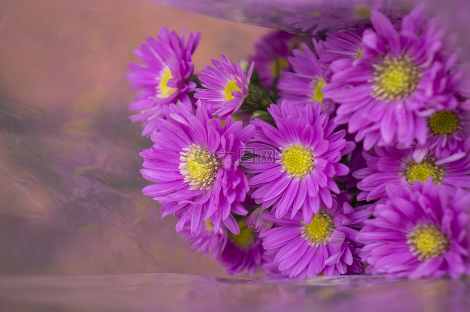 heather,紫色,壁纸