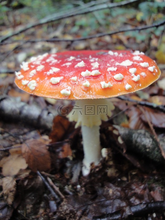 秋季,蘑菇,红色白点