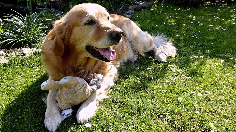 狗,金毛獵犬,花園