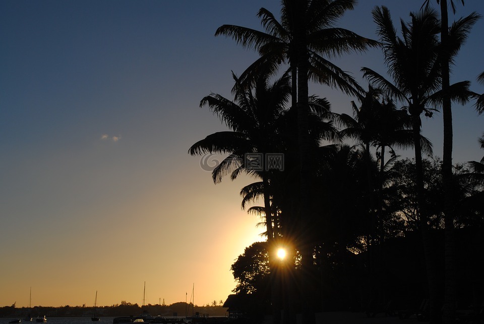日落,假期,棕榈树