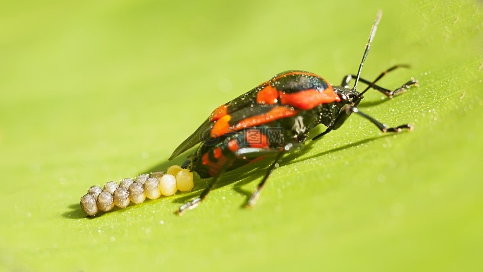 bug,昆虫,红色的bug
