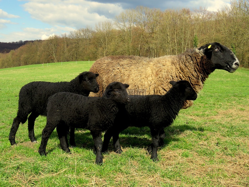 羊,母亲,羔羊
