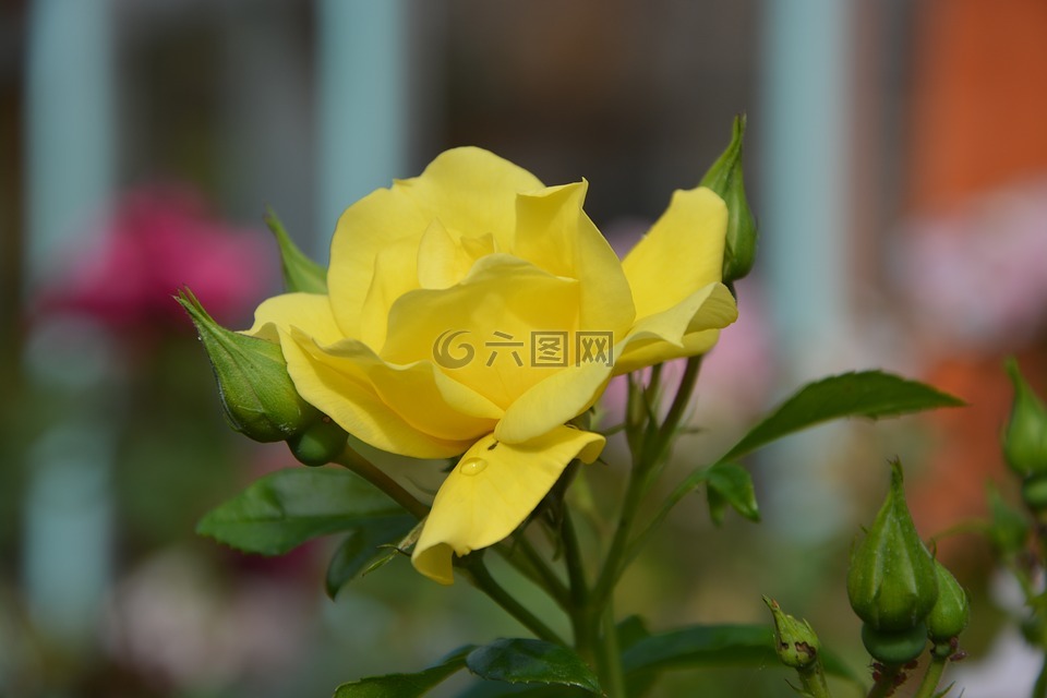 花,黄玫瑰,按钮