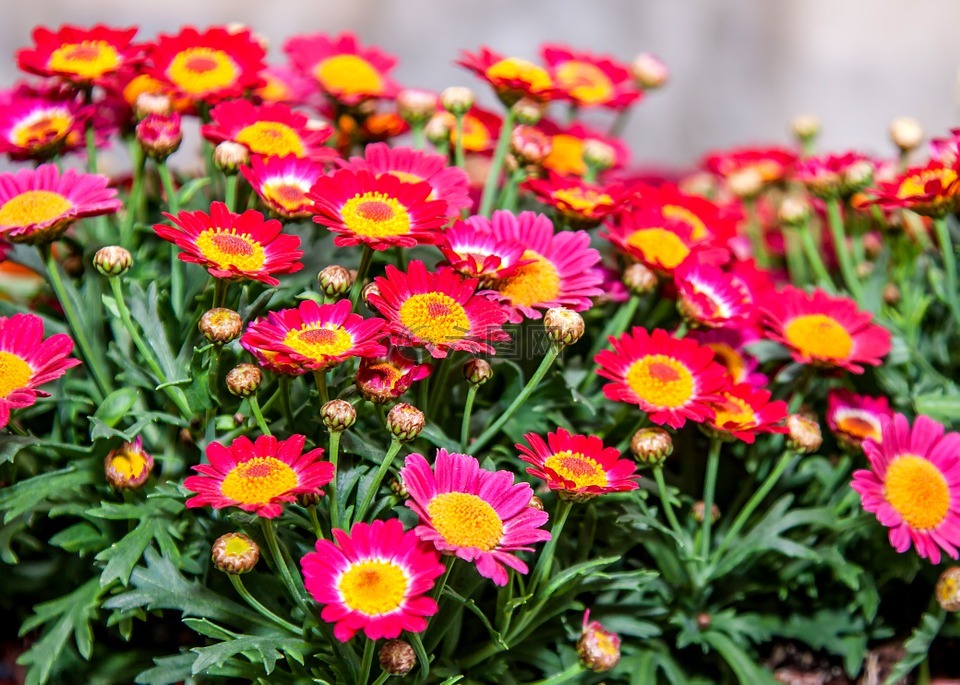 菊花,红色,粉红色