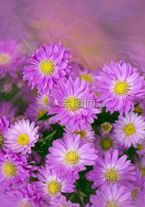 天性,heather,紫色的花