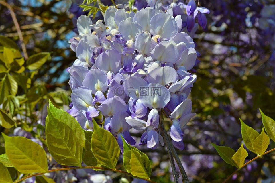 紫藤,蓝花,鲜花