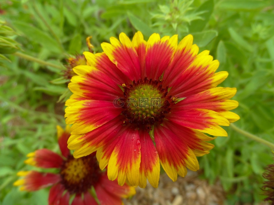 野花,毯子花,gaillardias