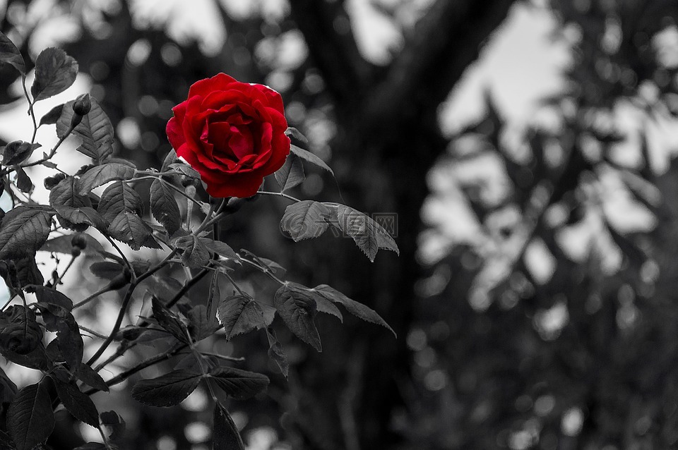黑白色,玫瑰,花