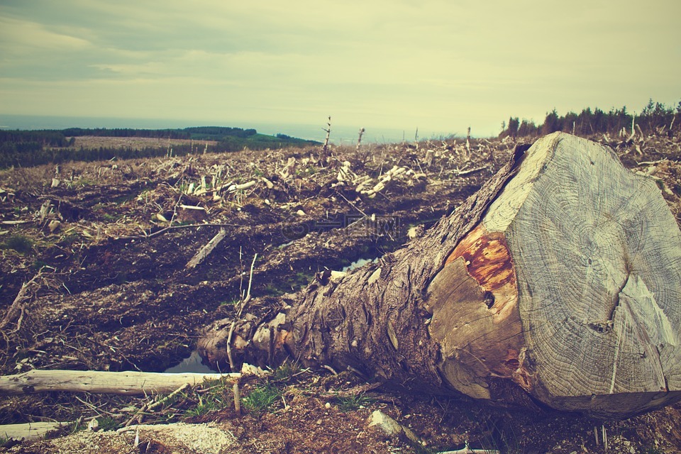 森林砍伐,森林,木材