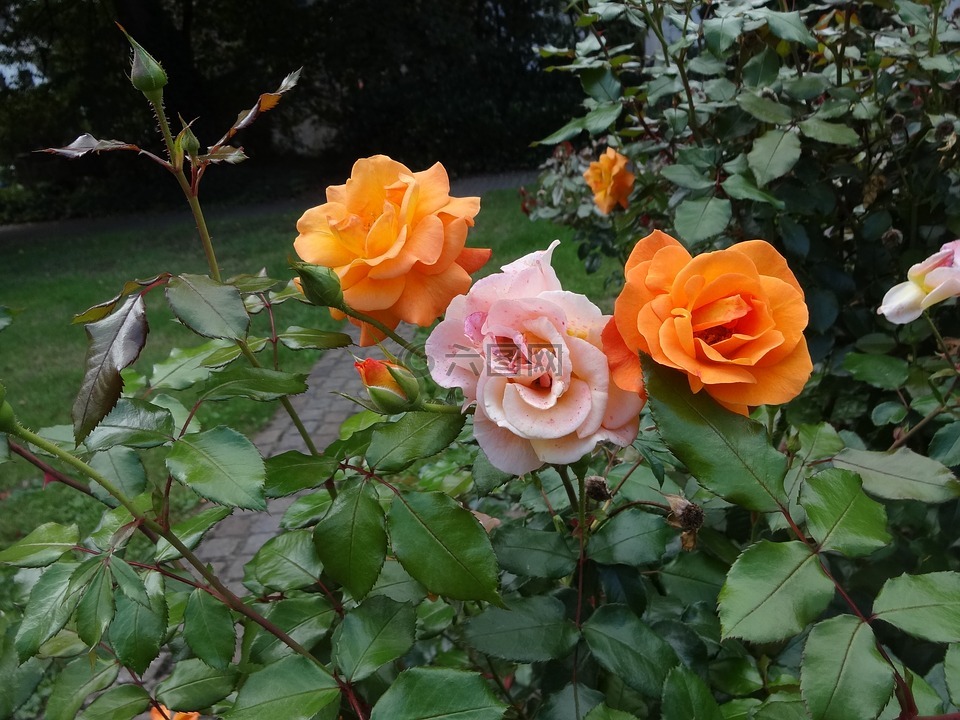 玫瑰,橙,后来变成粉红色