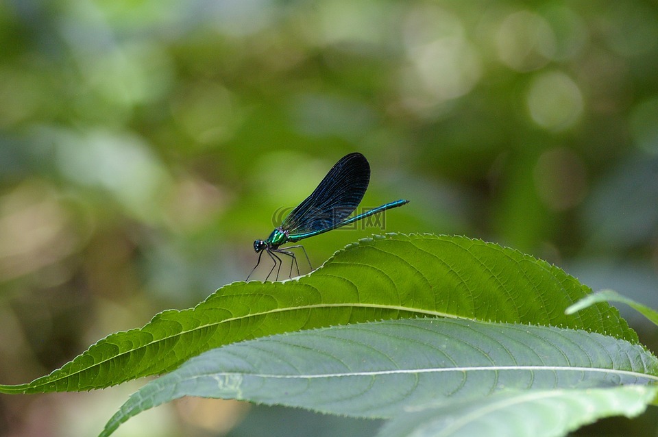 蜻蜓,蓝色,昆虫