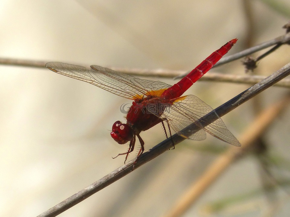 红蜻蜓,湿地,干