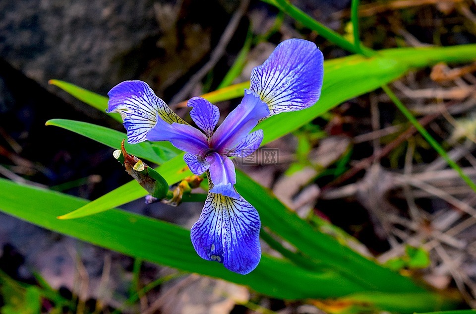 鸢尾花,蓝色,花