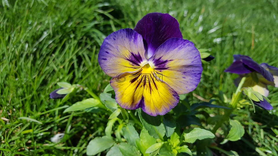 三色堇,三色堇花,三色紫罗兰