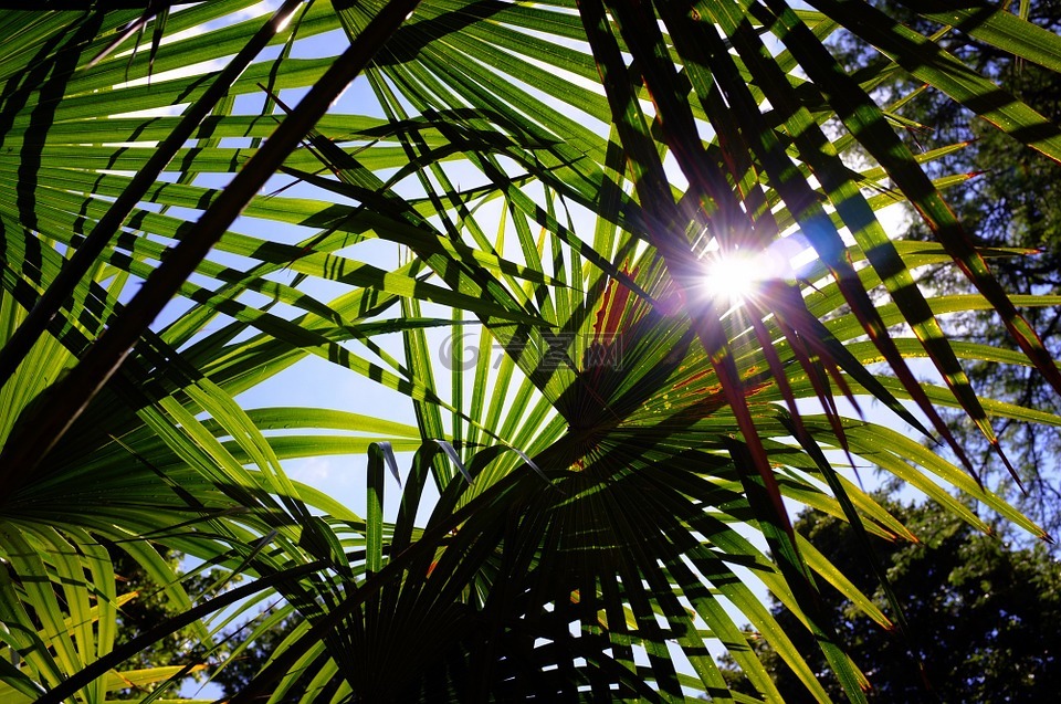 棕榈树,叶子,太阳