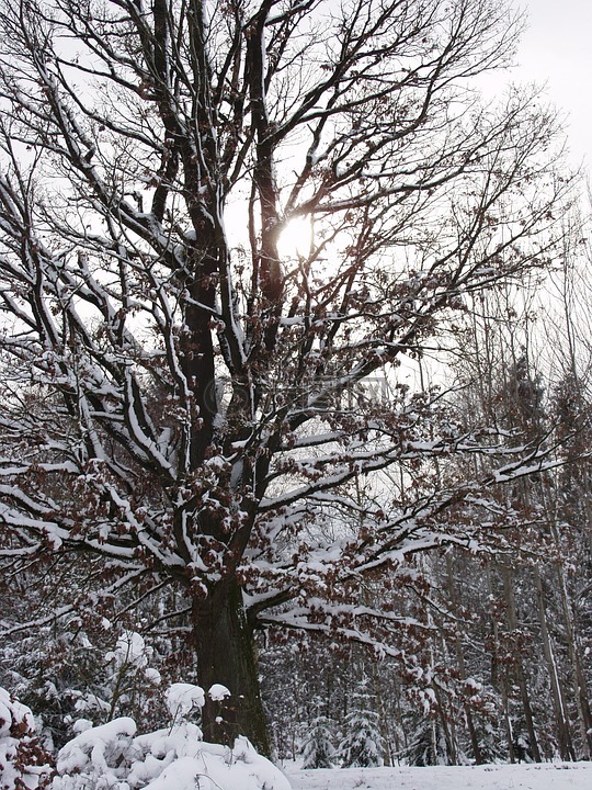 冬日的阳光,树,雪