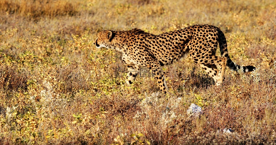 猎豹,etosha,纳米比亚